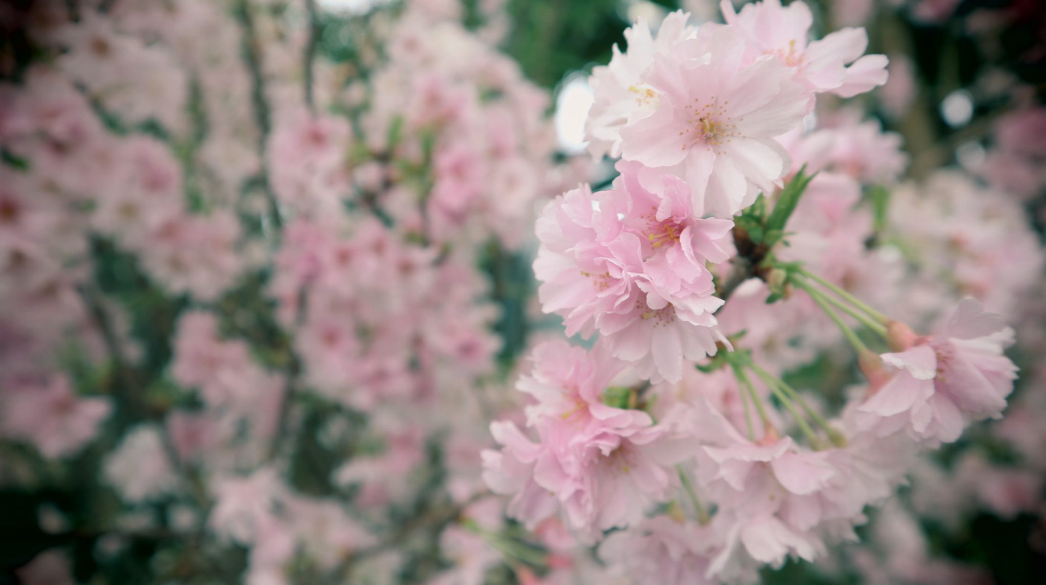 今年の桜は・・・(*˘︶˘*)